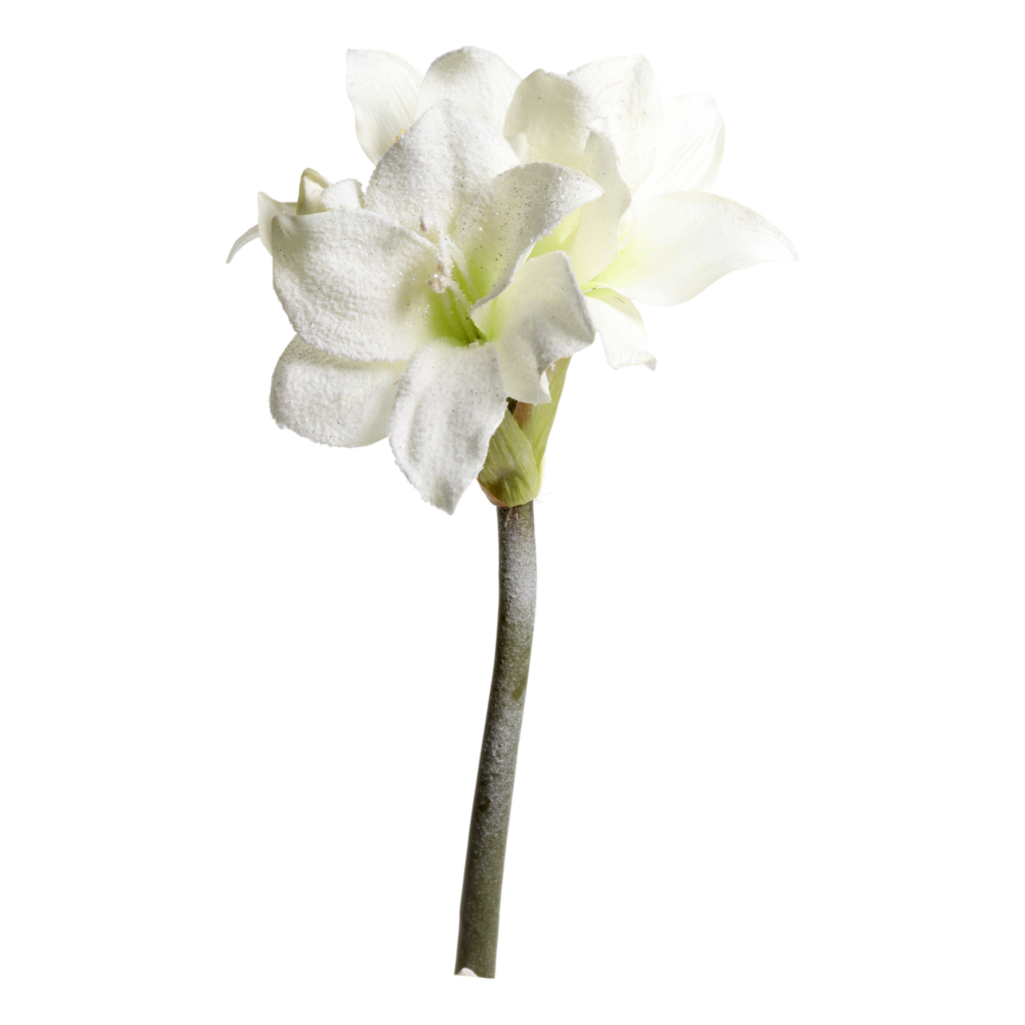 Fleur künstliche Amaryllis mit Schnee und Glitzer, creme 