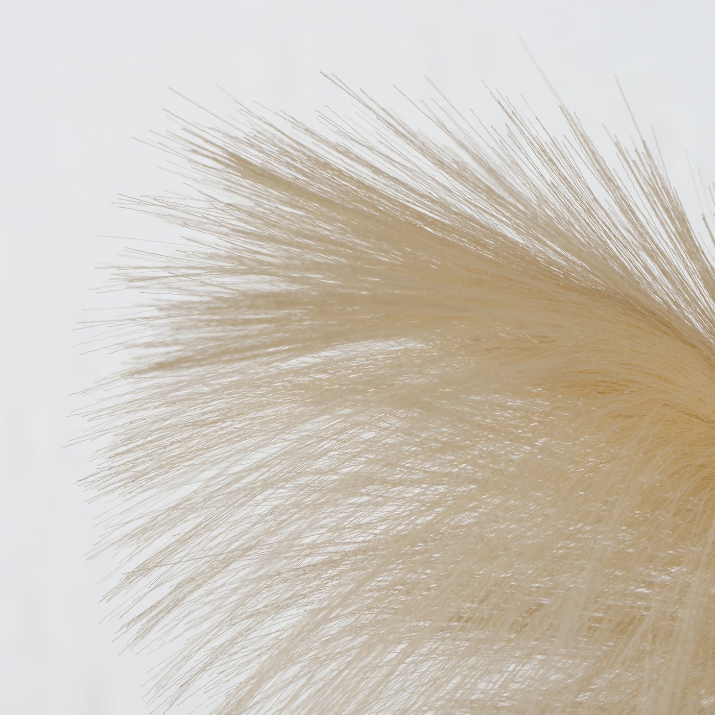 Dekozweig Schilf, braun 