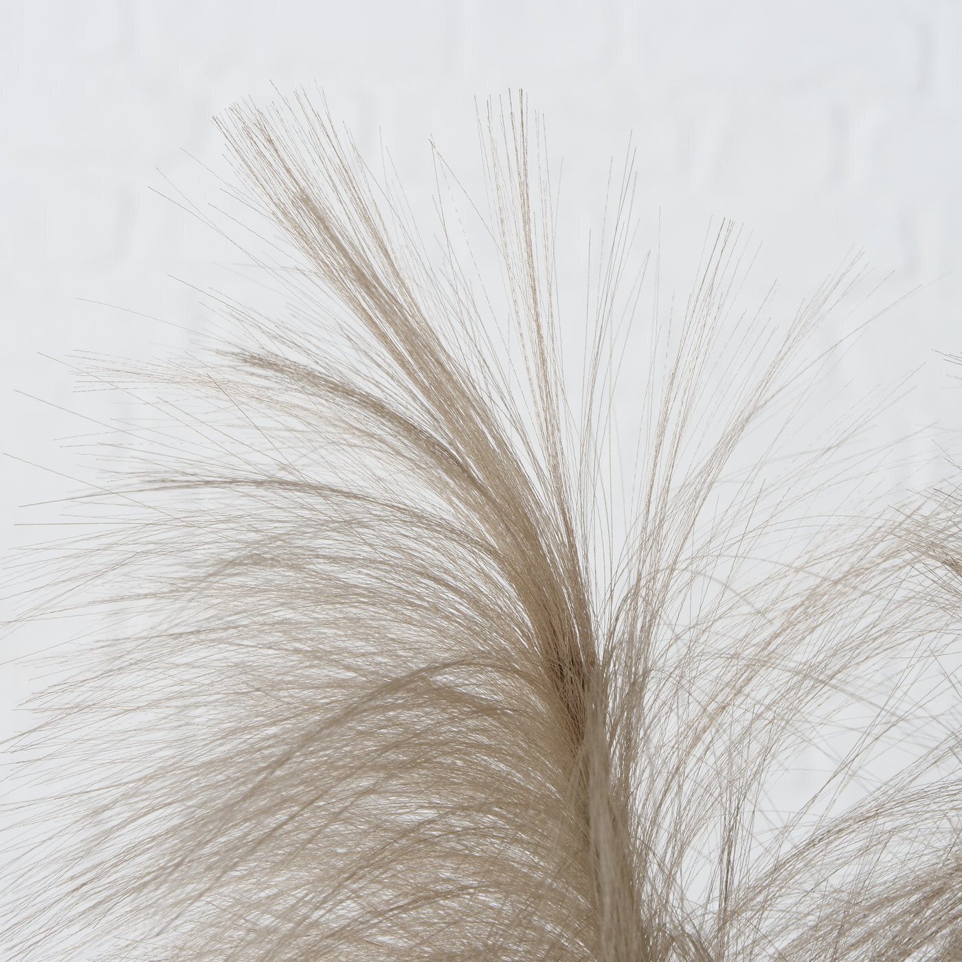 Dekozweig Schilf, braun 