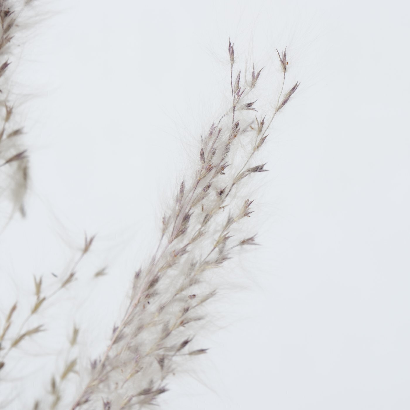 Dekozweig Pampasgras dreiteilig, natur 