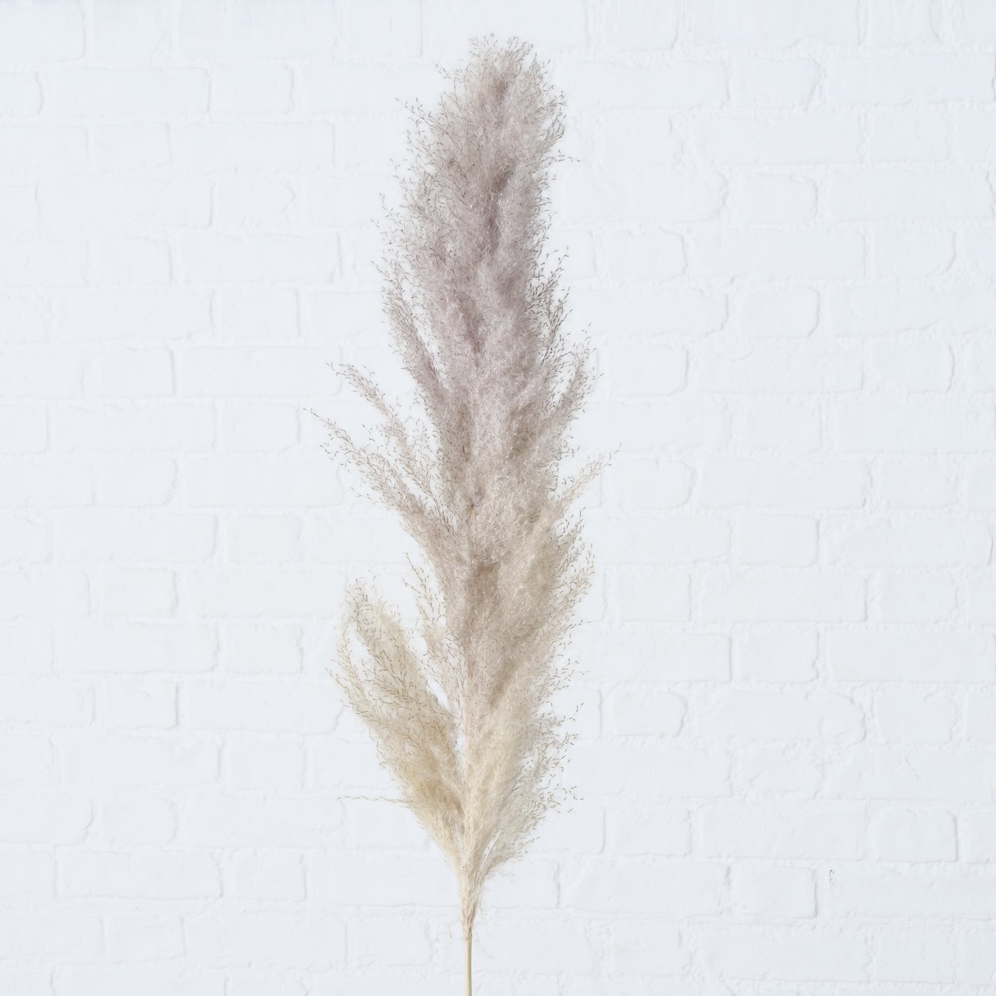 Dekozweig Pampasgras dreiteilig, natur 