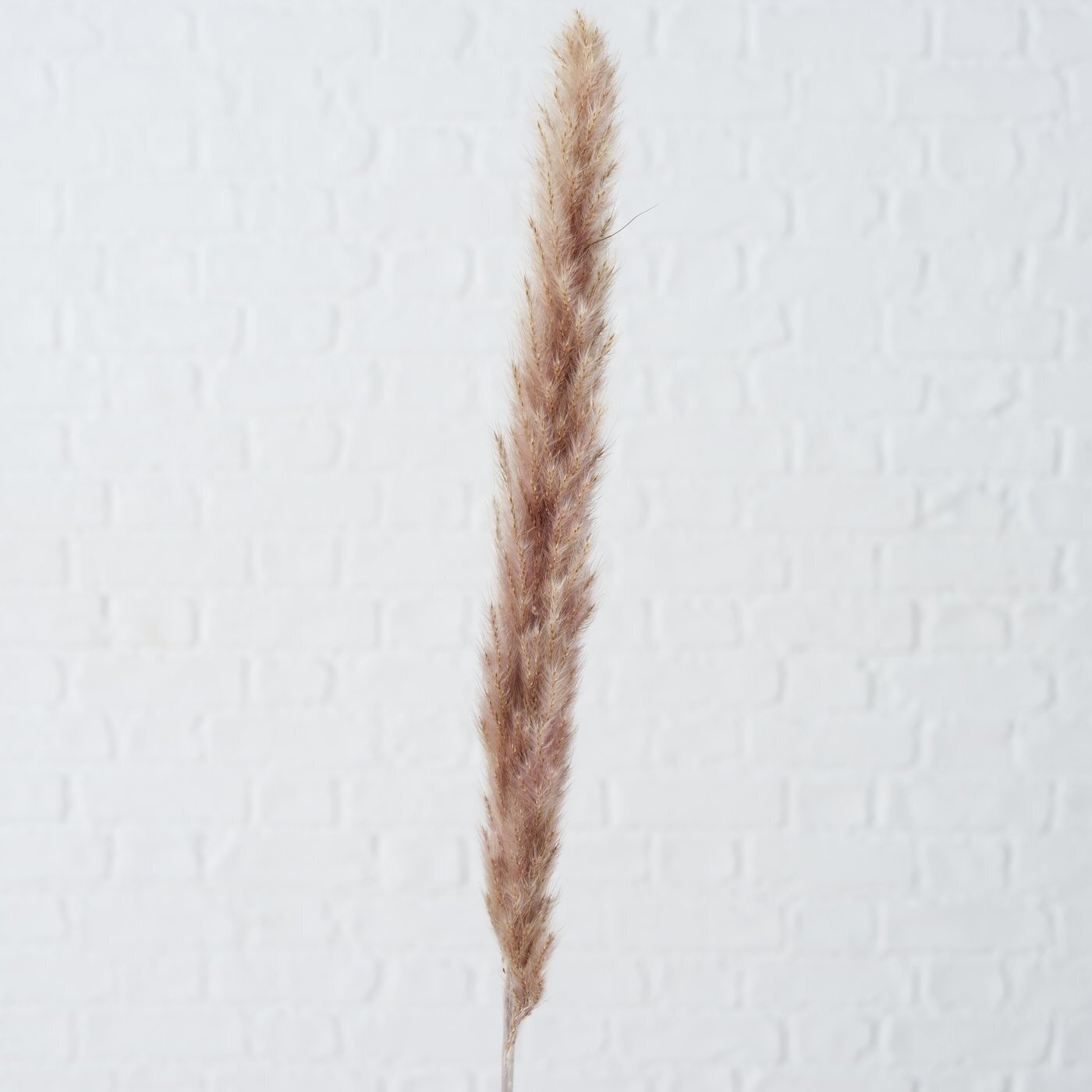 Dekozweig Pampasgras Natur 6 tlg., natur 