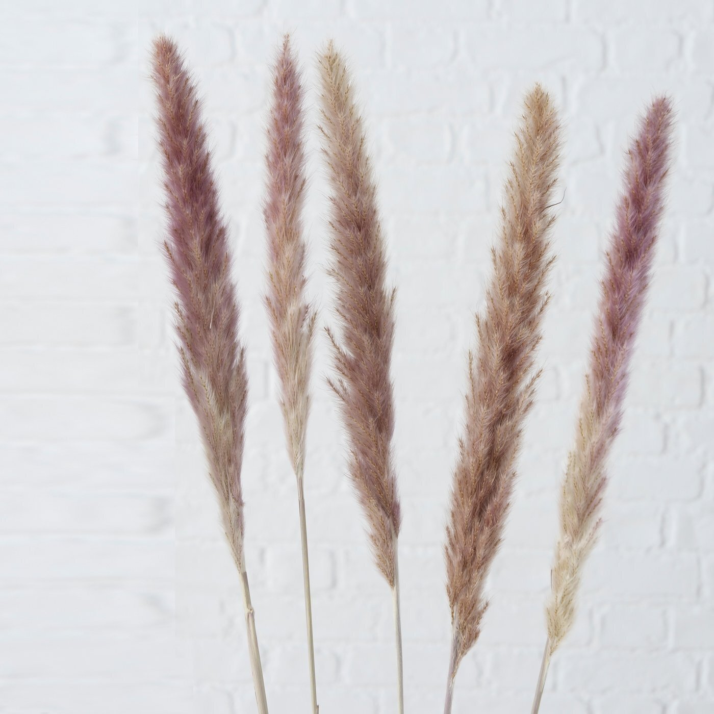 Dekozweig Pampasgras Natur 6 tlg., natur 