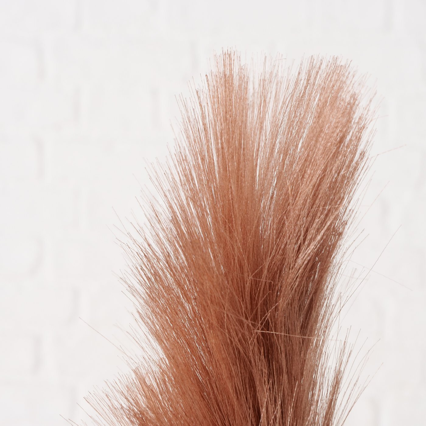 Dekozweig Pampasgras Phragmites australis, braun 