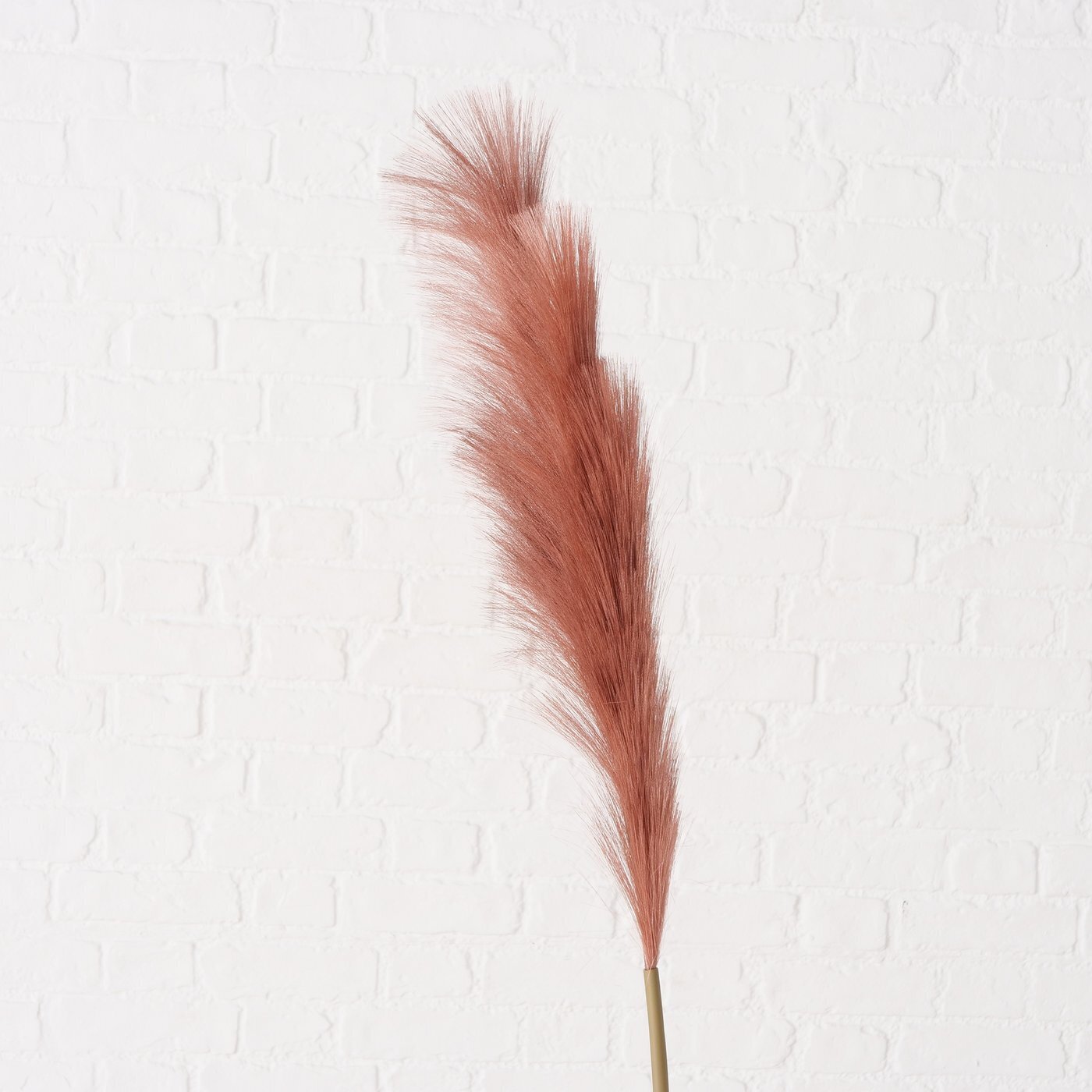 Dekozweig Pampasgras Phragmites australis, braun 