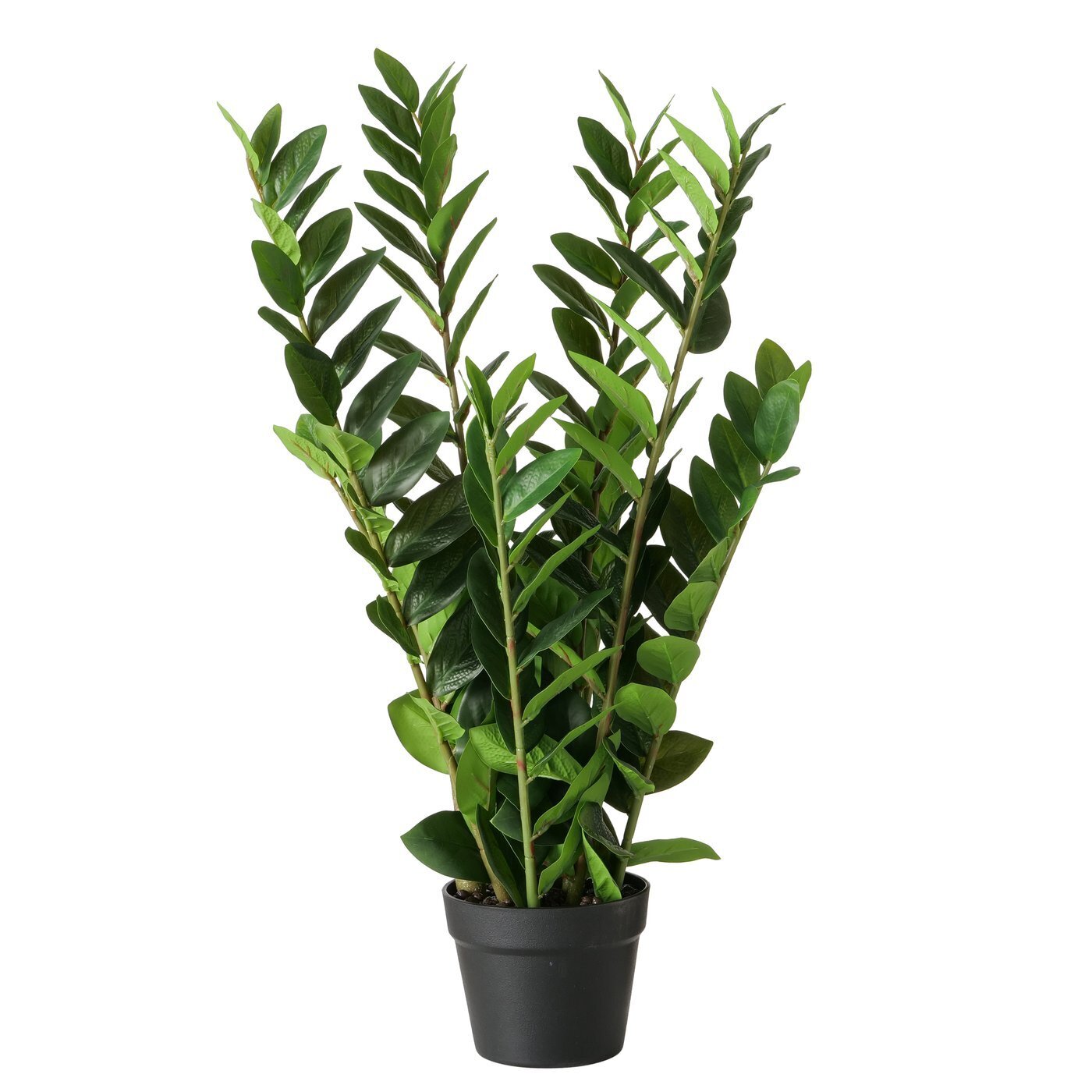 Topfpflanze Zamioculcas, grün 