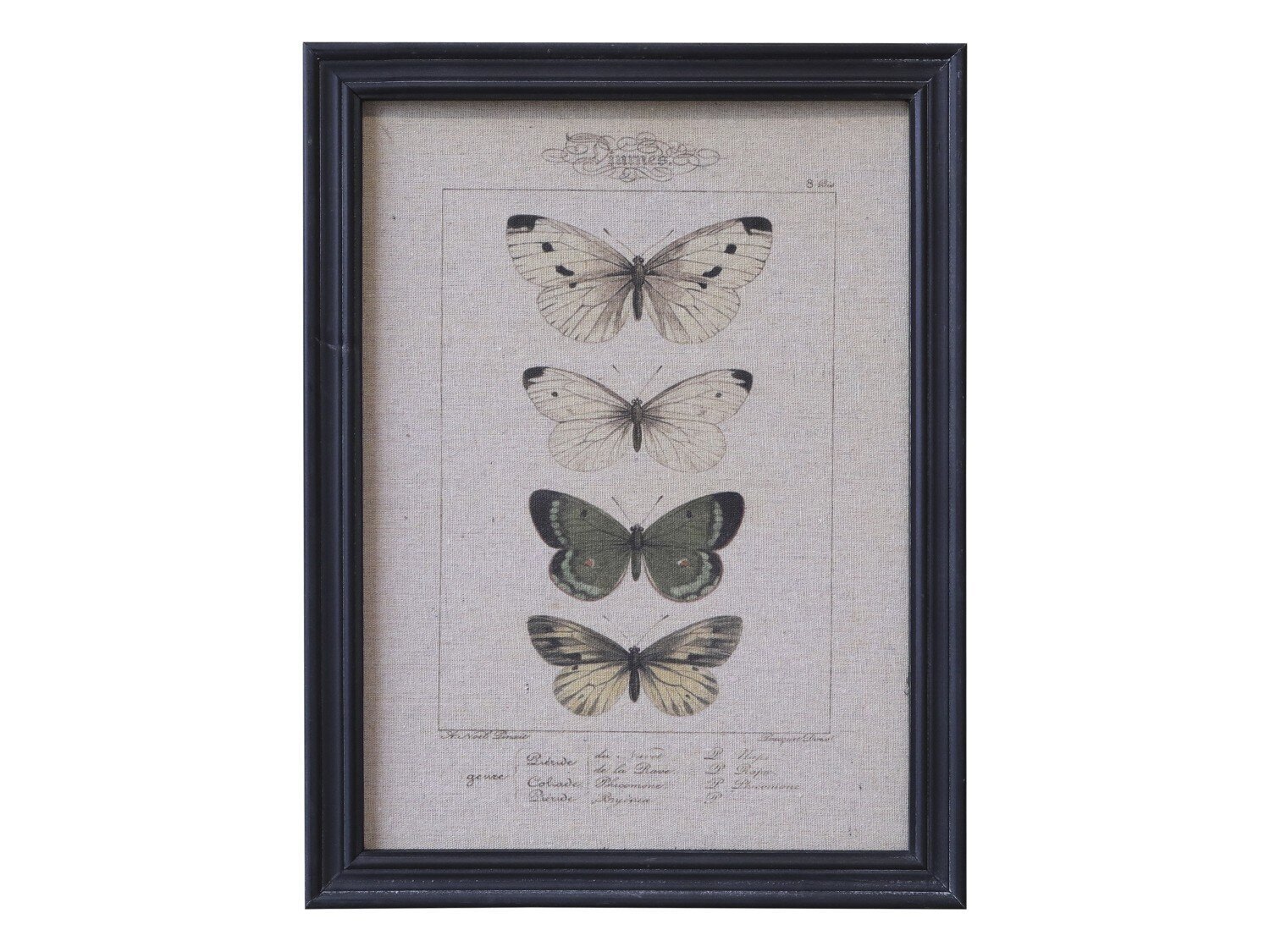 Bild mit Schmetterlingen, schwarz 