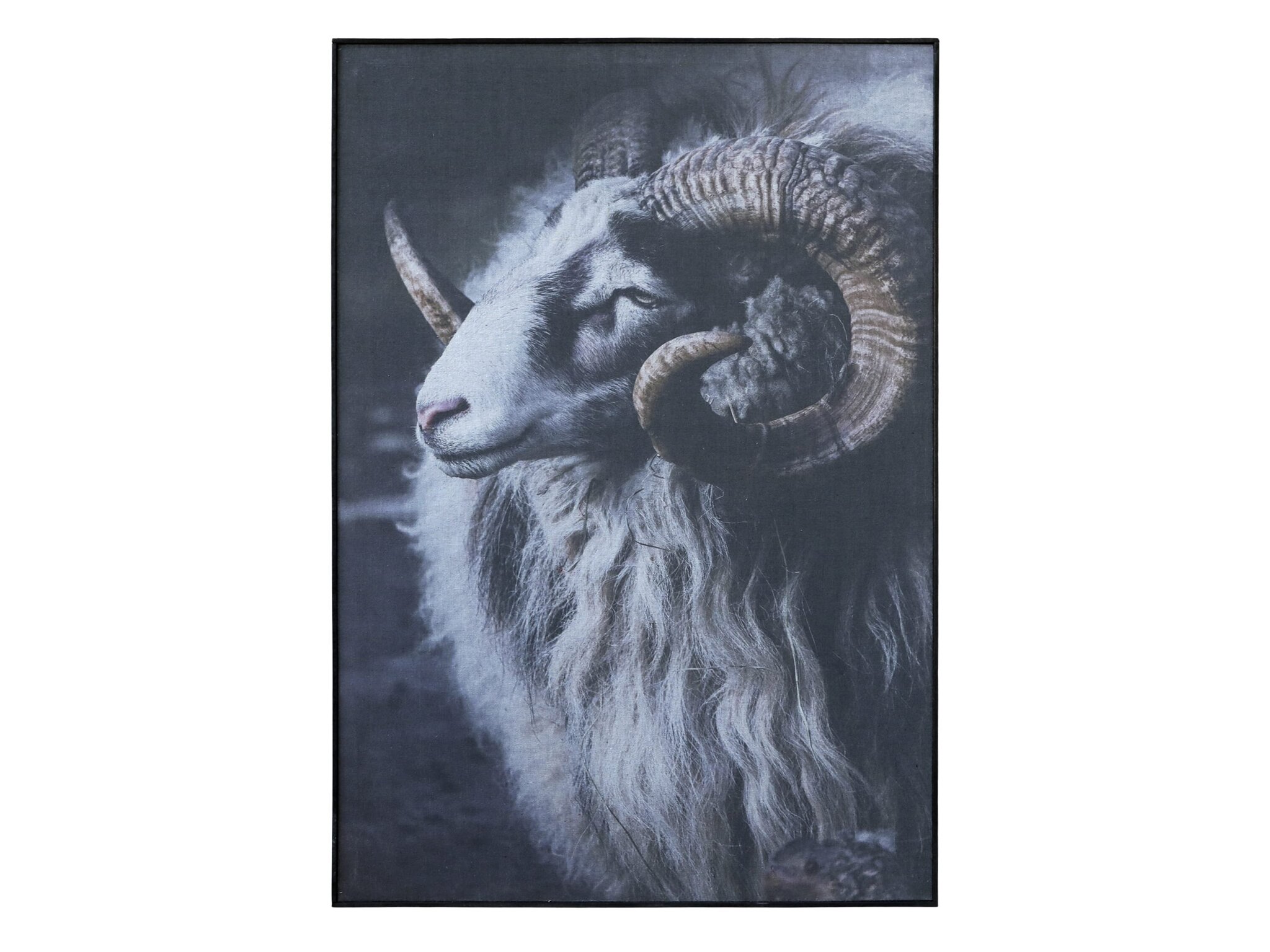 Bild Widder mit schwarzem Rahmen, mehrfarbig