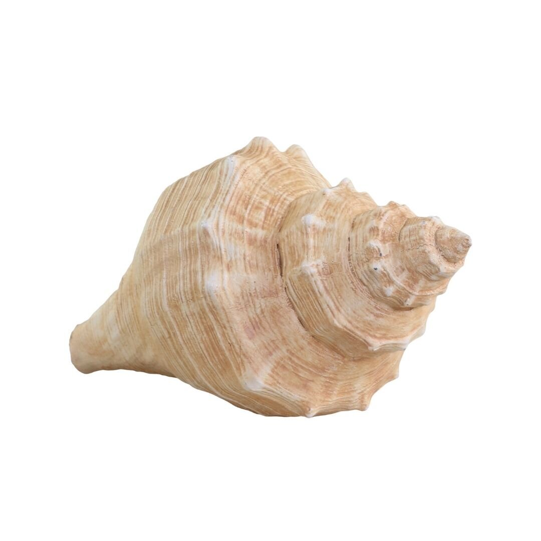 Dekofigur Muschel aus Kunstharz, natur L14 x B7,5 x H8,5 cm