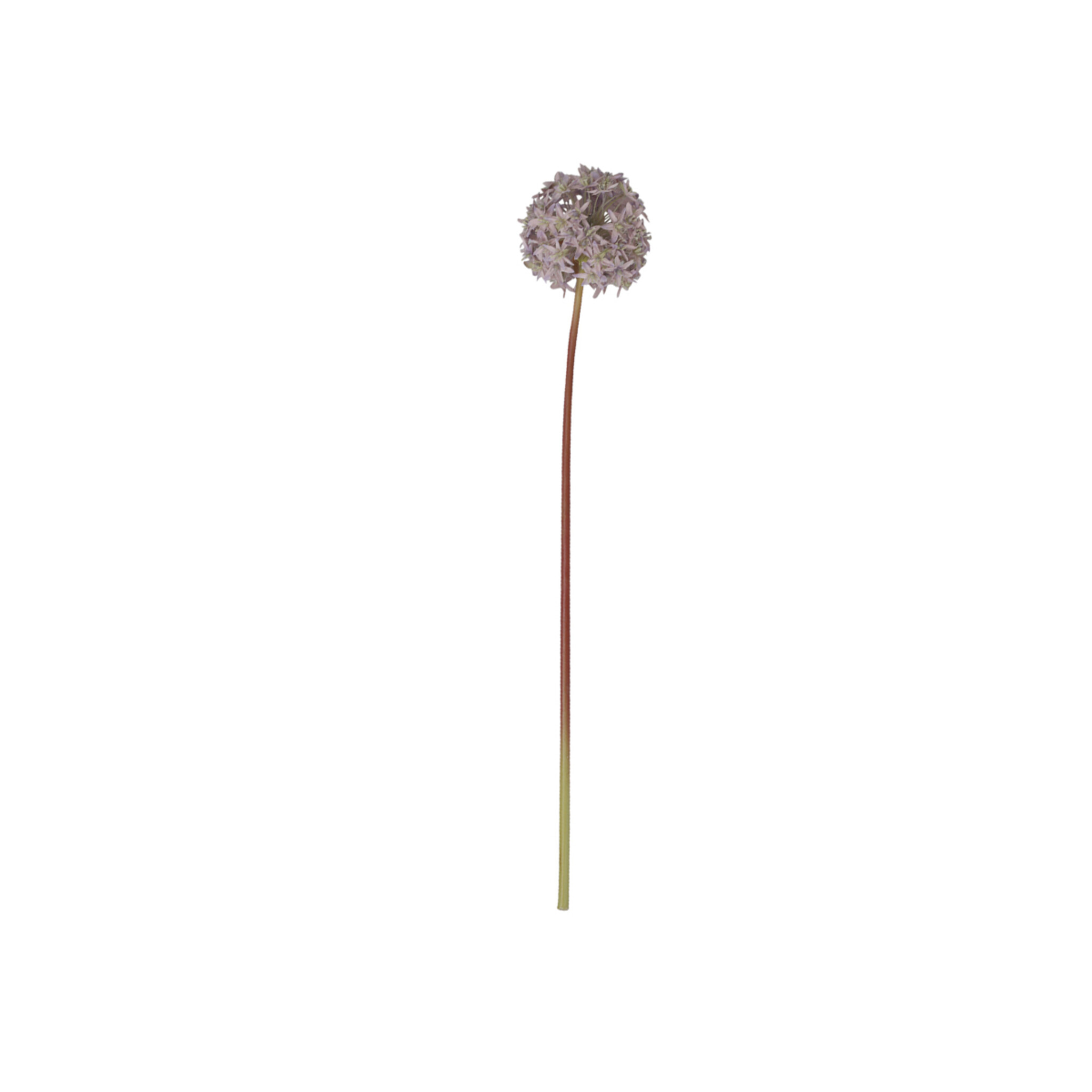 Chic Antique Fleur Allium, heide 