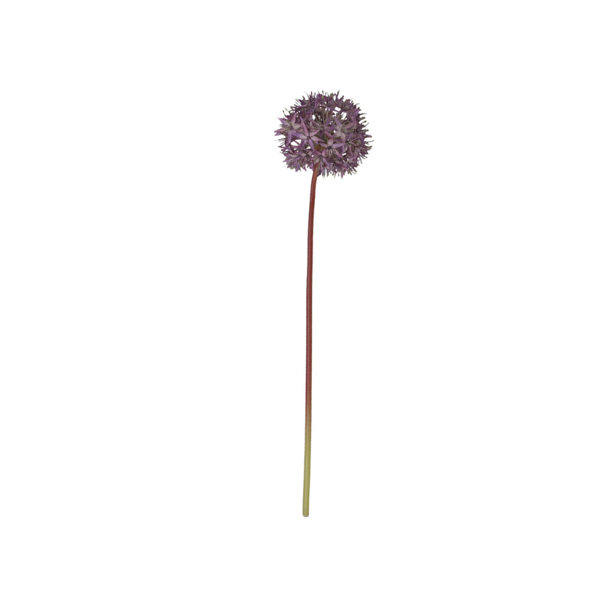 Chic Antique Fleur Allium, lavendel 
