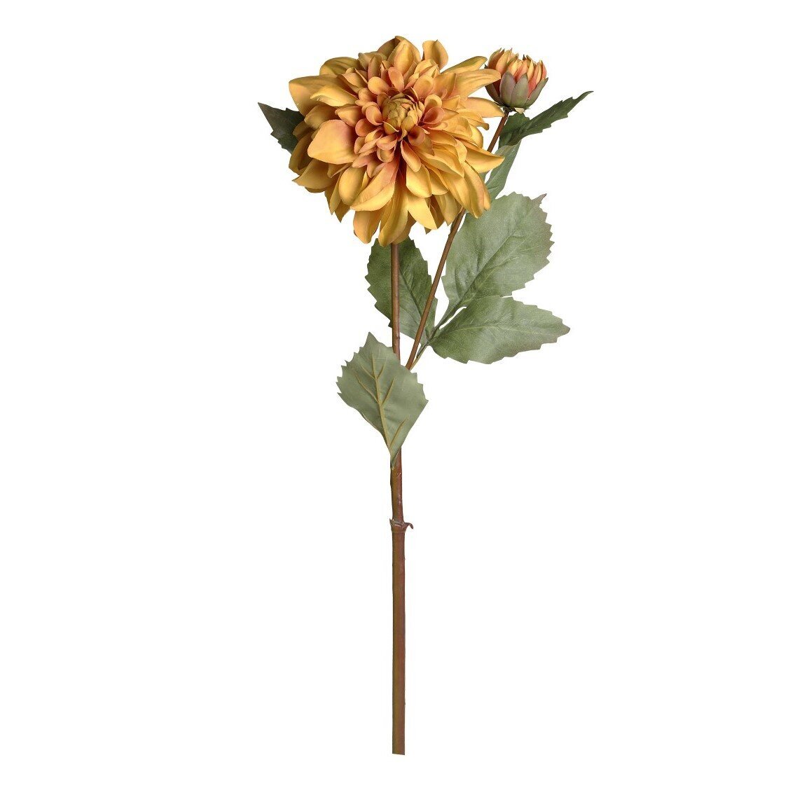 Fleur Dahlie, bernstein 