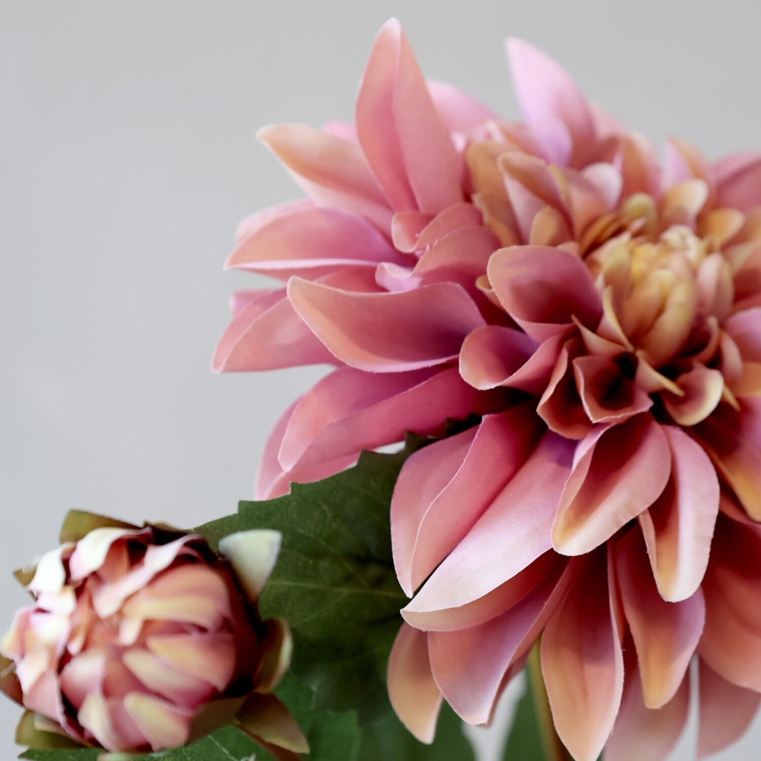 Fleur Dahlie, staubig rosa 