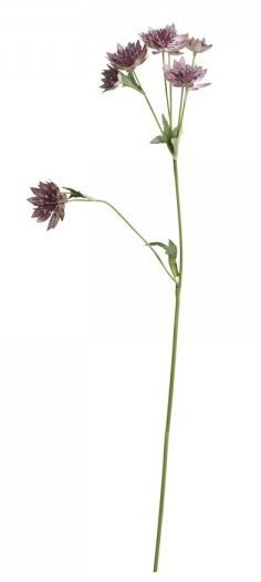 Chic Antique Fleur Distel 4, pflaume H56 cm