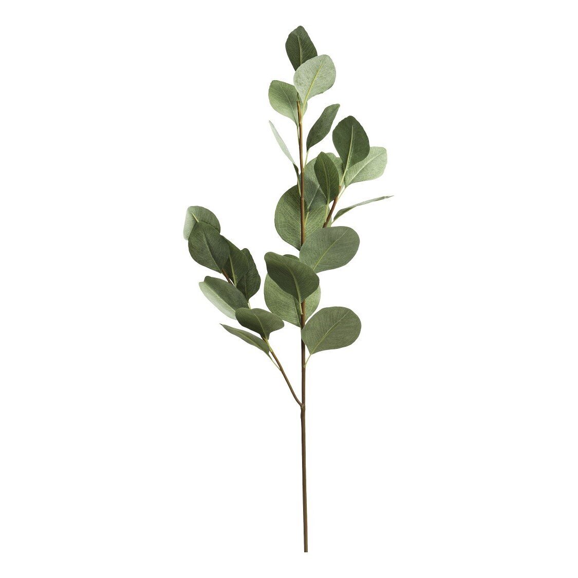 Fleur Eukalyptus Ast, natur 