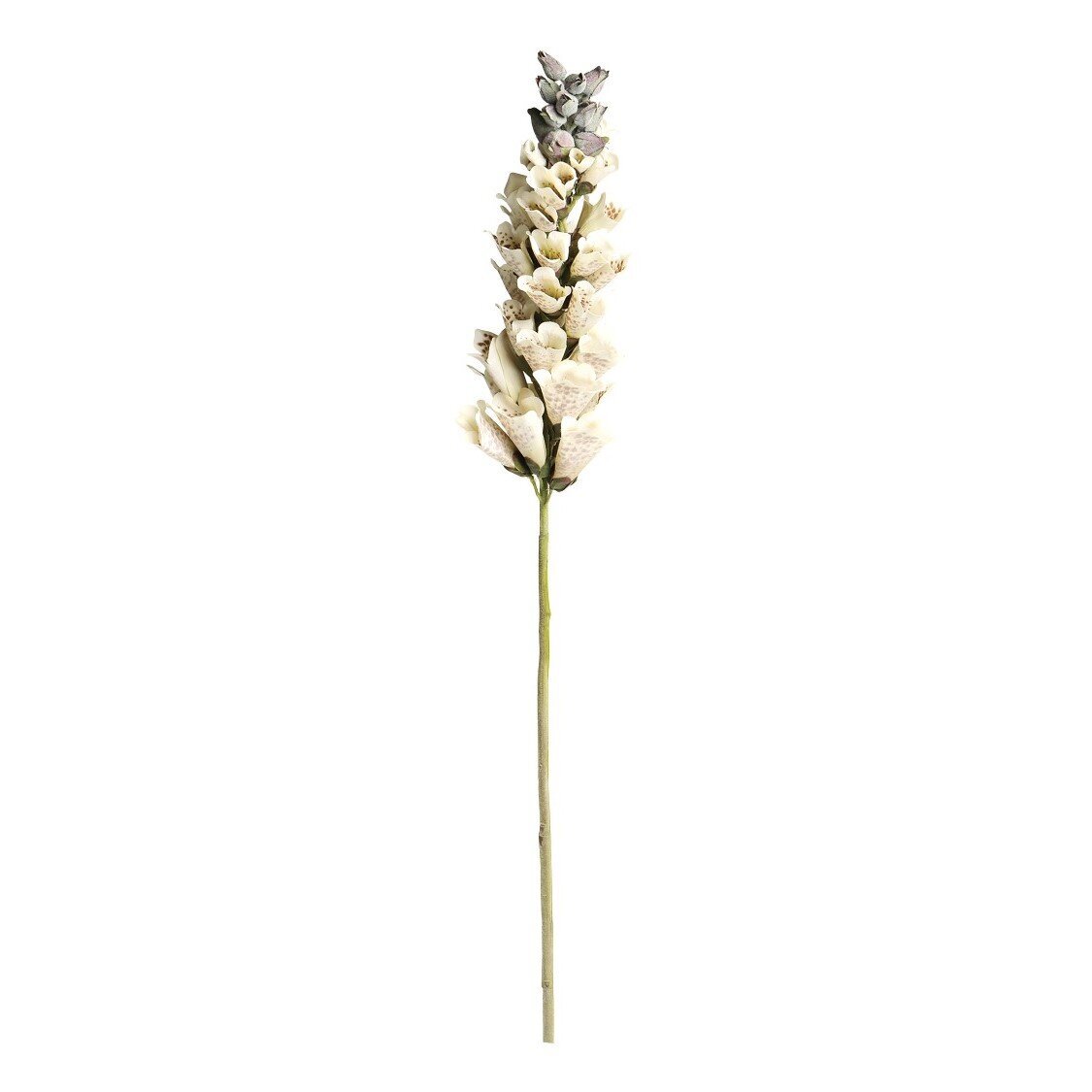 Fleur Fingerhut, weiss
