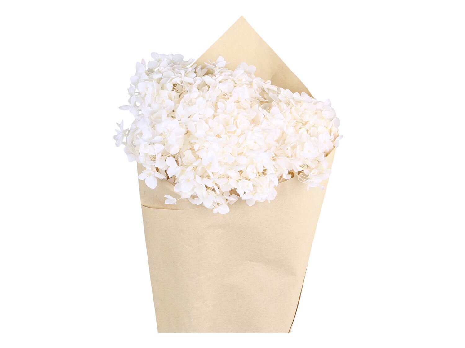 Fleur getrocknete Hortensie Blume, creme 
