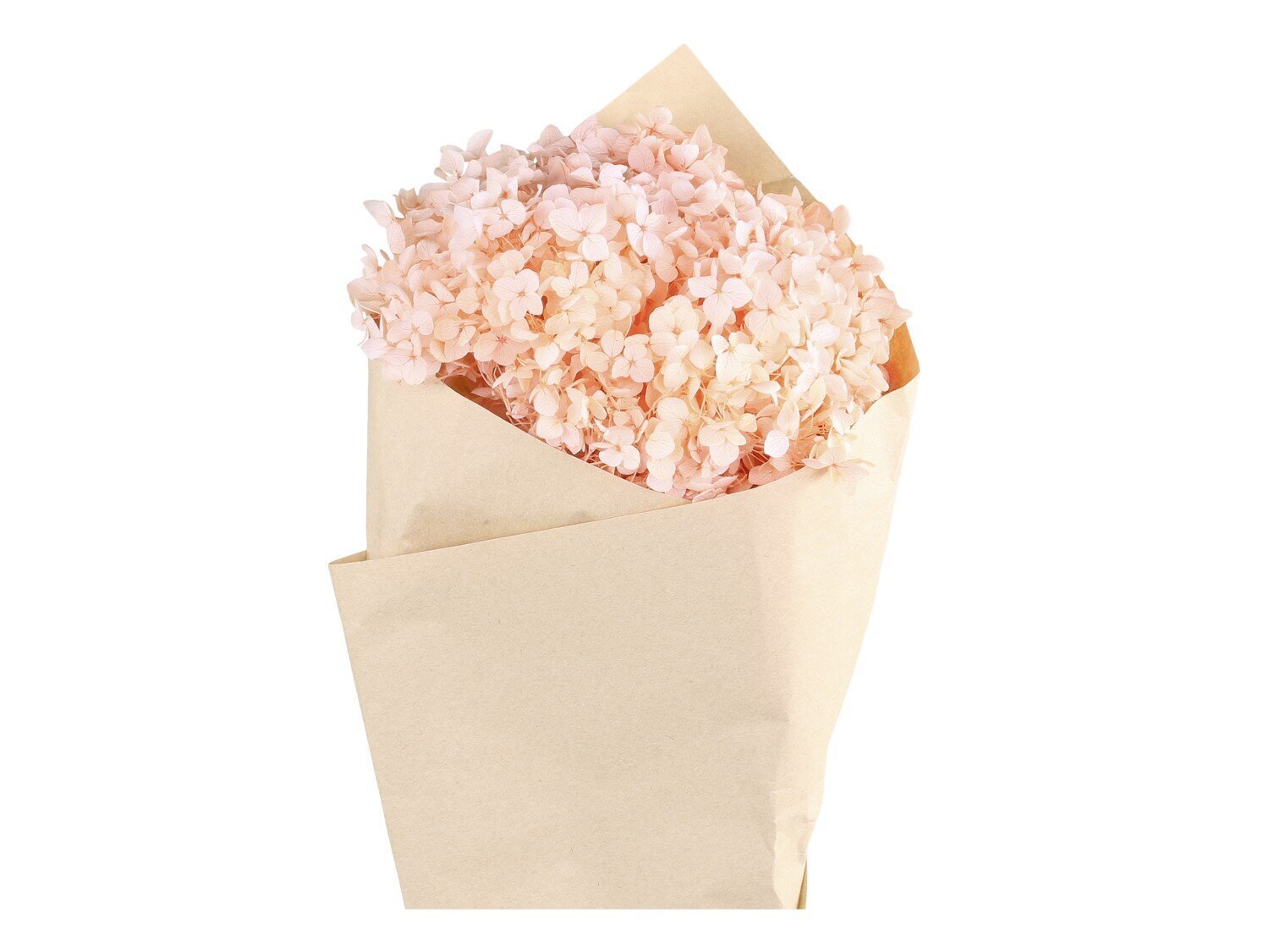 Fleur getrocknete Hortensie Blume, koralle 