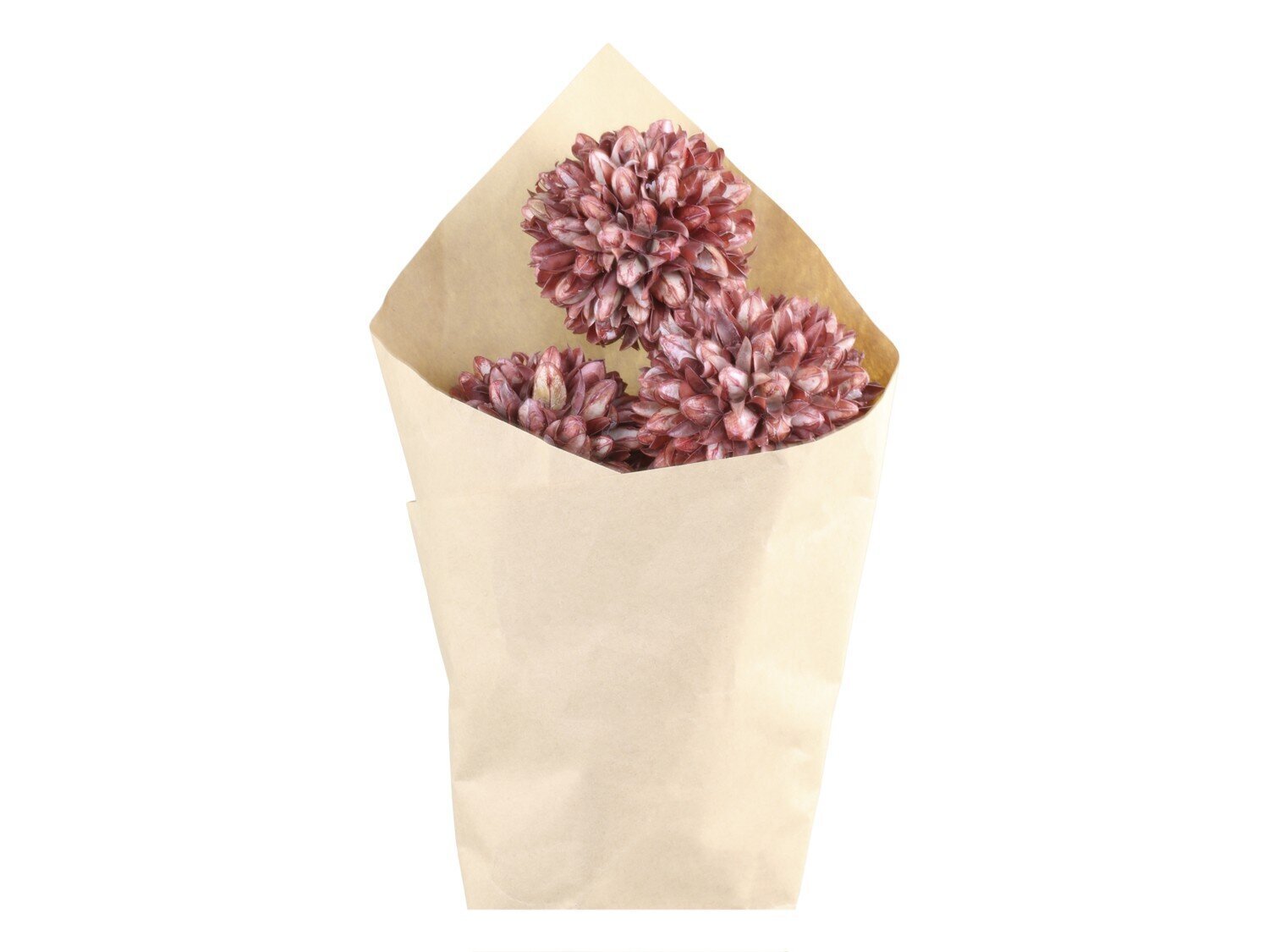 Fleur getrocknete Schneeball Blumen farbig, taupe 