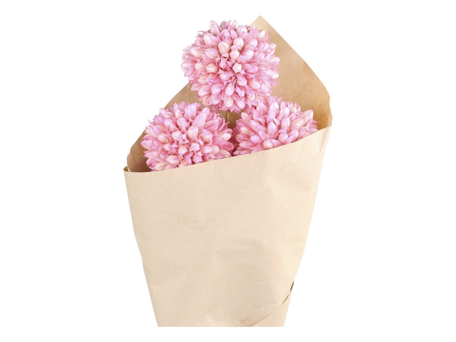 Fleur getrocknete Schneeball Blumen farbig, rosa 