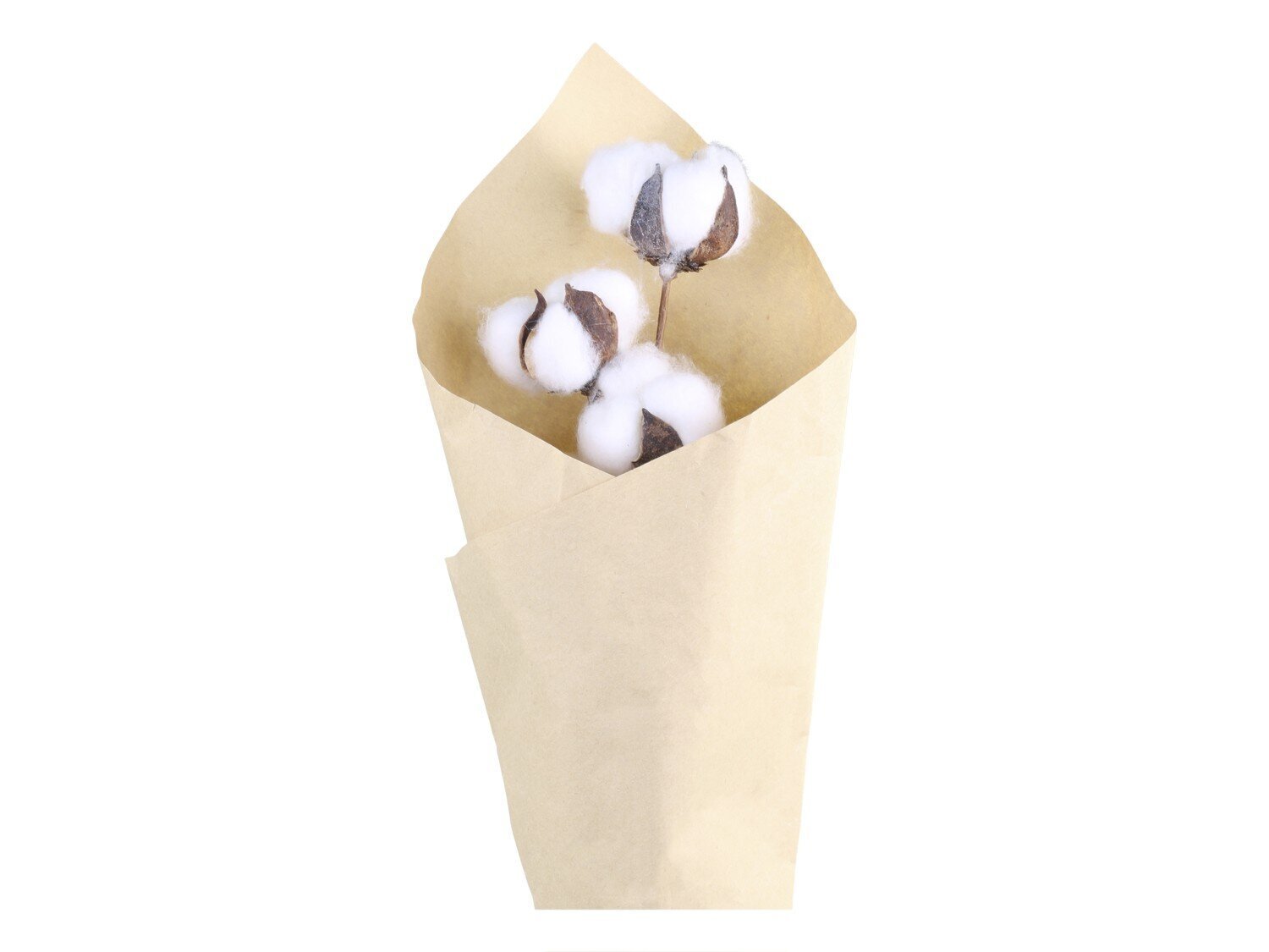 Fleur getrockneter Baumwollzweig, creme 