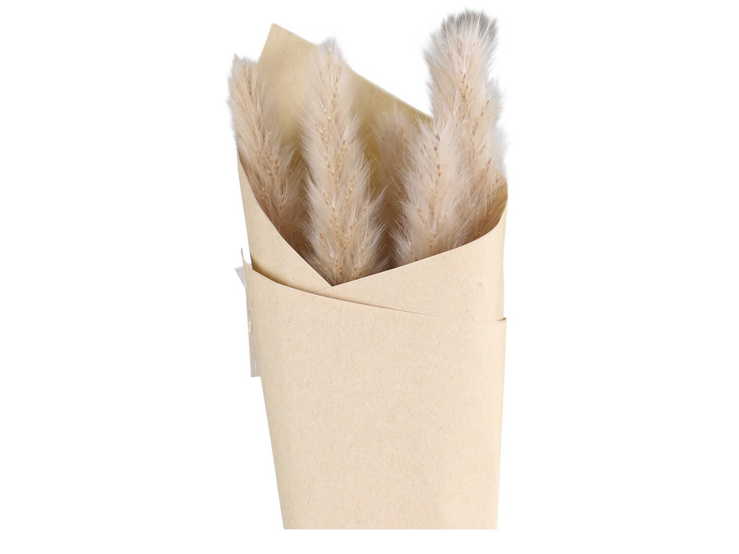 Fleur getrocknetes Pampasgras, natur 