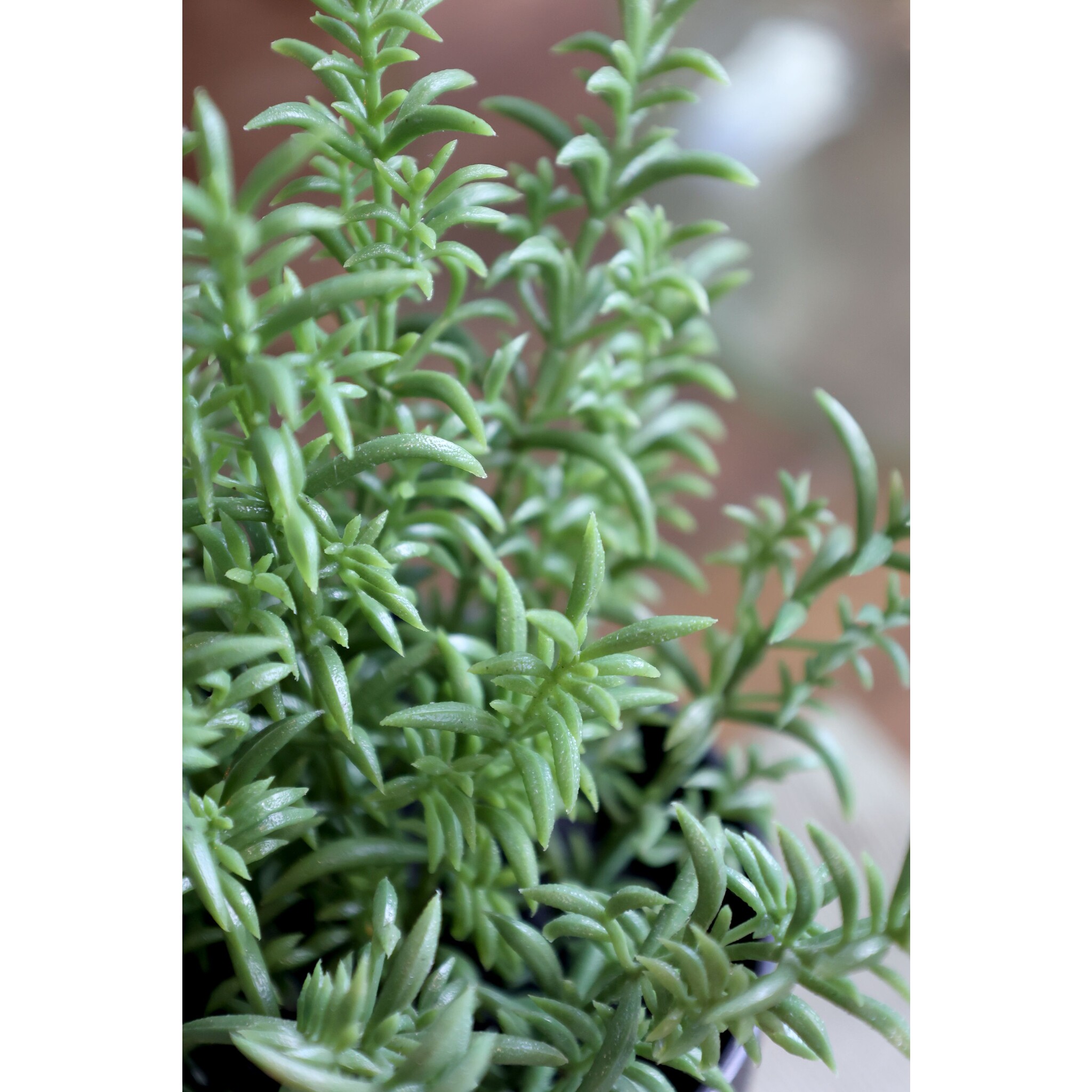 Fleur künstlicher Rosmarin Topf, grün Höhe 24, Ø 17 cm