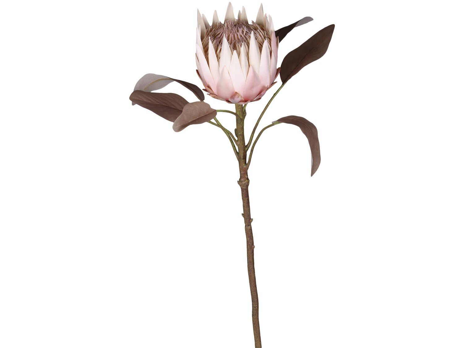 bestellen Chic günstig von Fleur SKANDEKO | Antique Kunstblume Protea