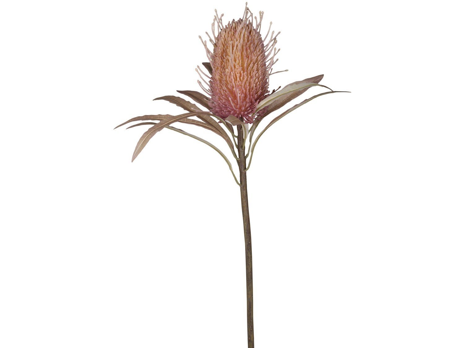Fleur Protea Blume, altrosa 