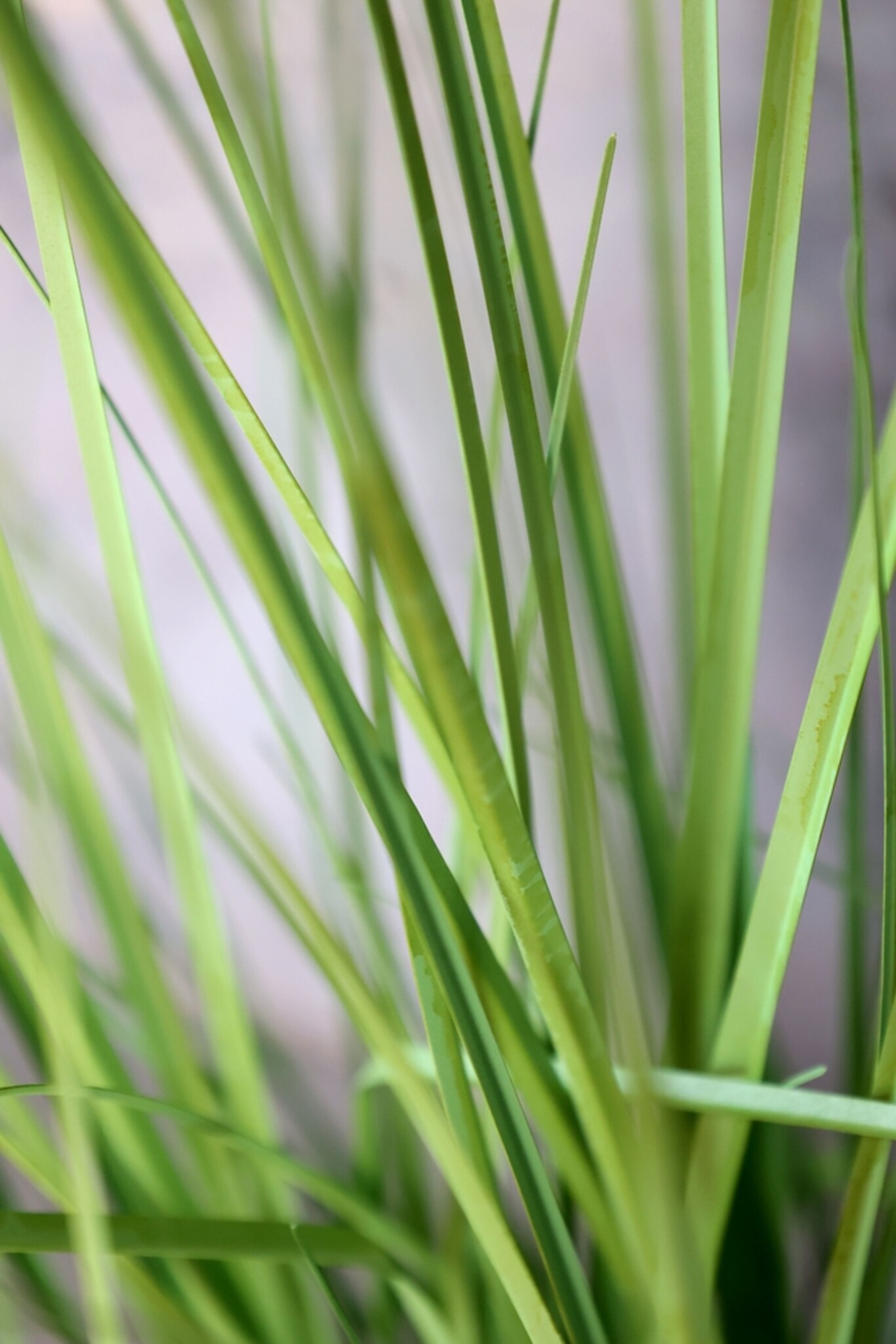 Fleur Künstliche Schilfpflanze von Chic Antique | Kunstpflanze, grün 