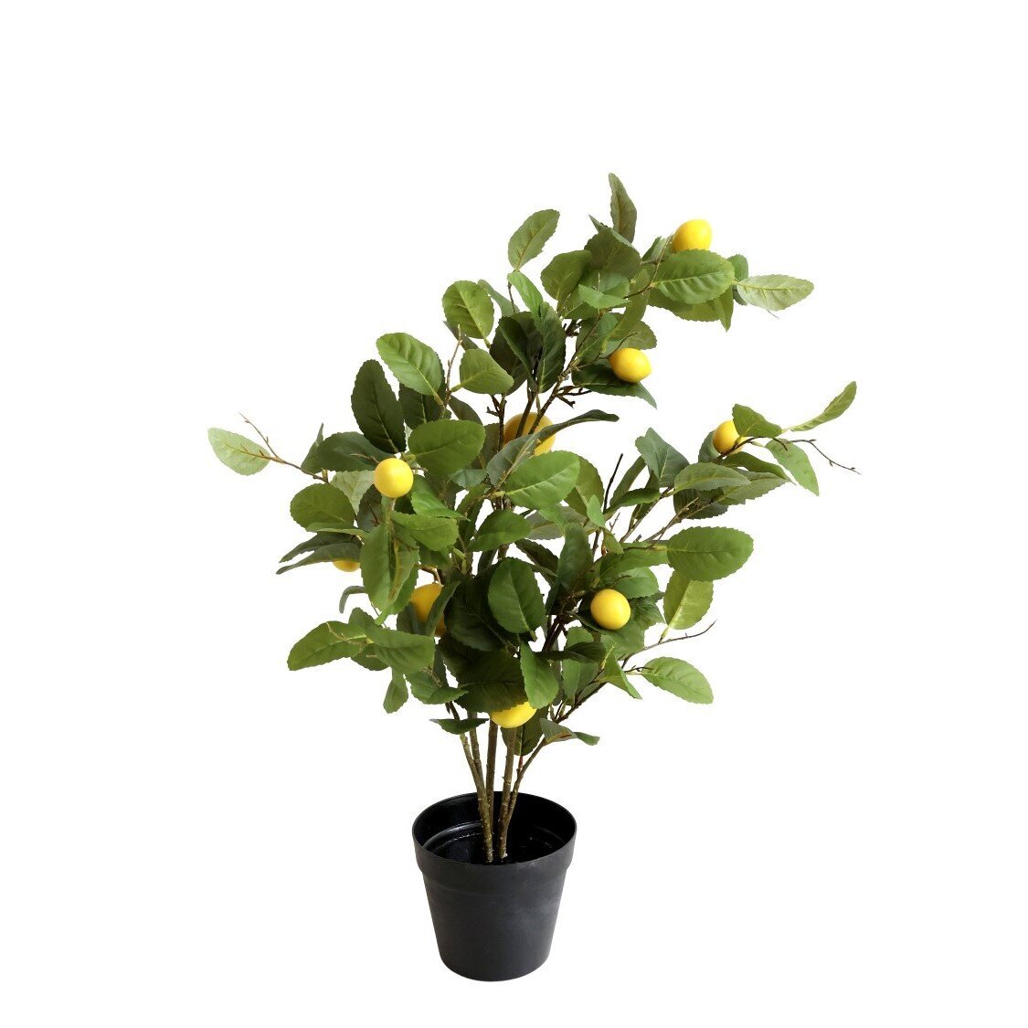 Fleur Zitronenbaum, natur 