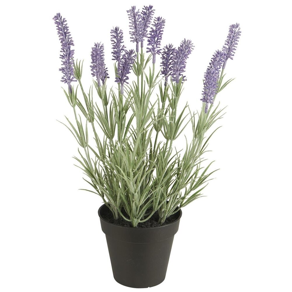 Lavendelpflanze in Topf, lavendel