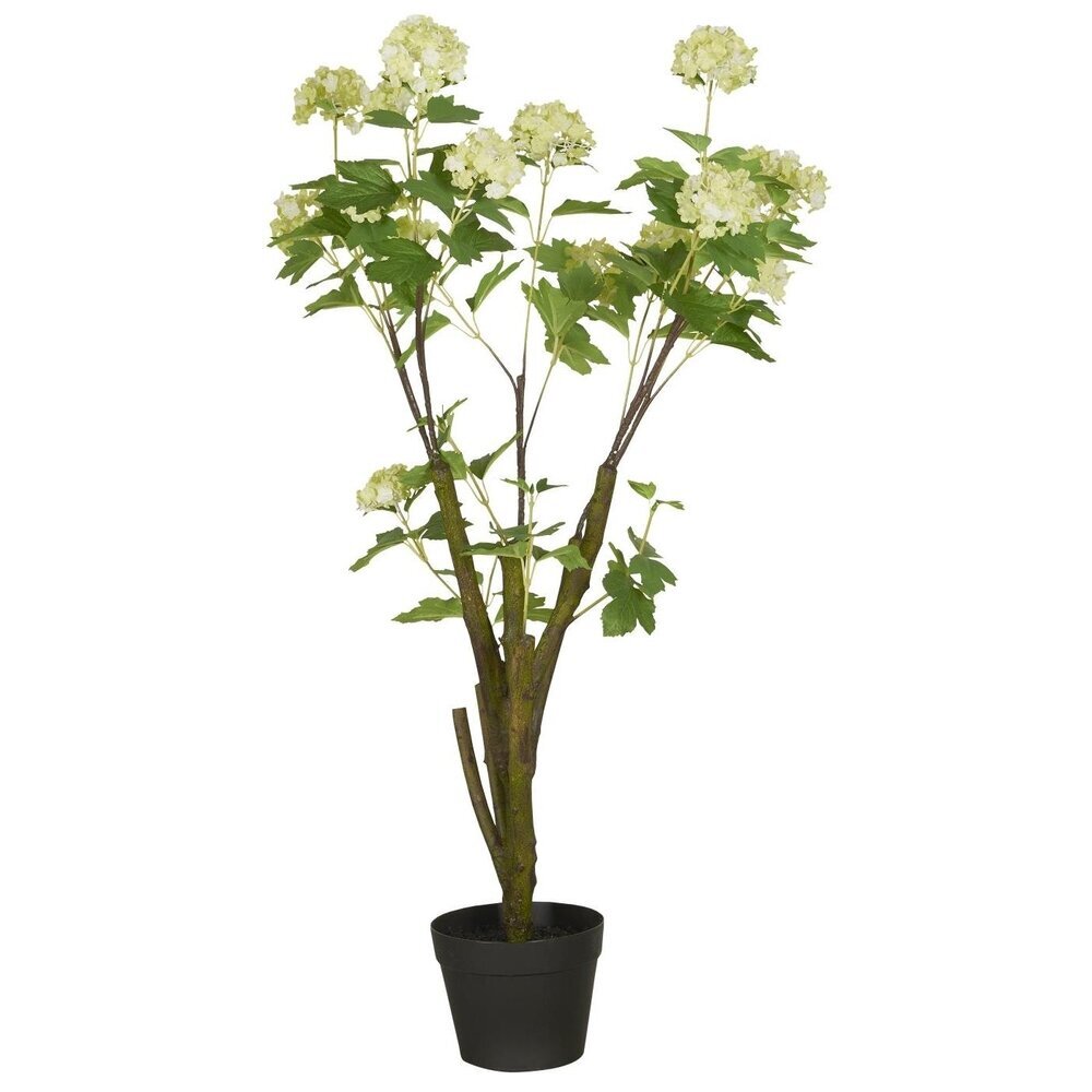 Schneeballstrauch in Topf, weiss 