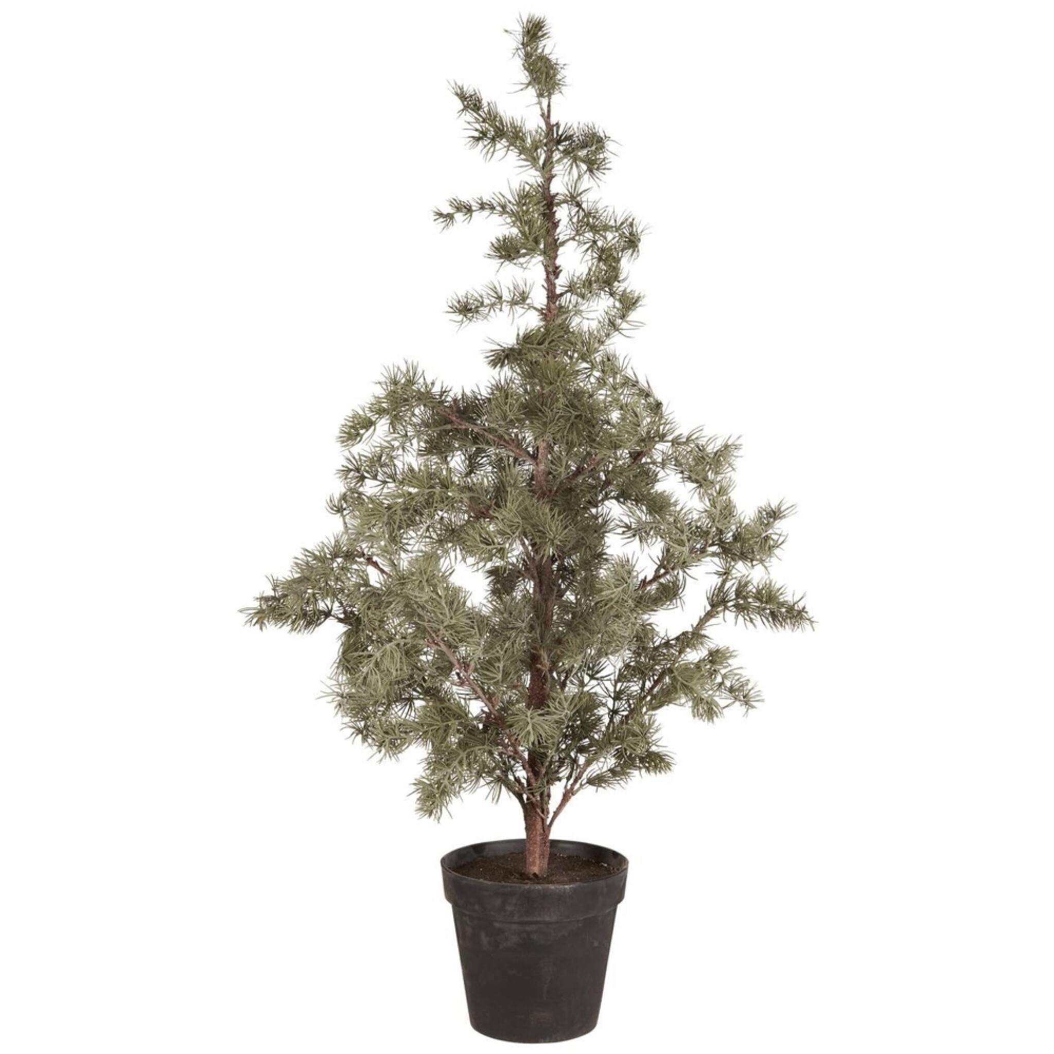 Zederbaum im Topf, grün Höhe 120, Ø 60 cm