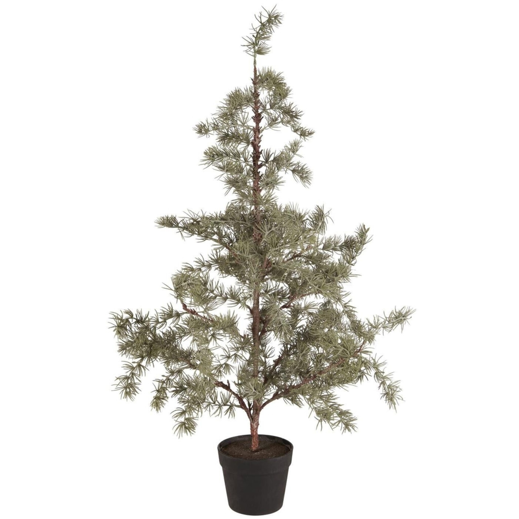 Zederbaum im Topf, grün Höhe 105, Ø 50 cm