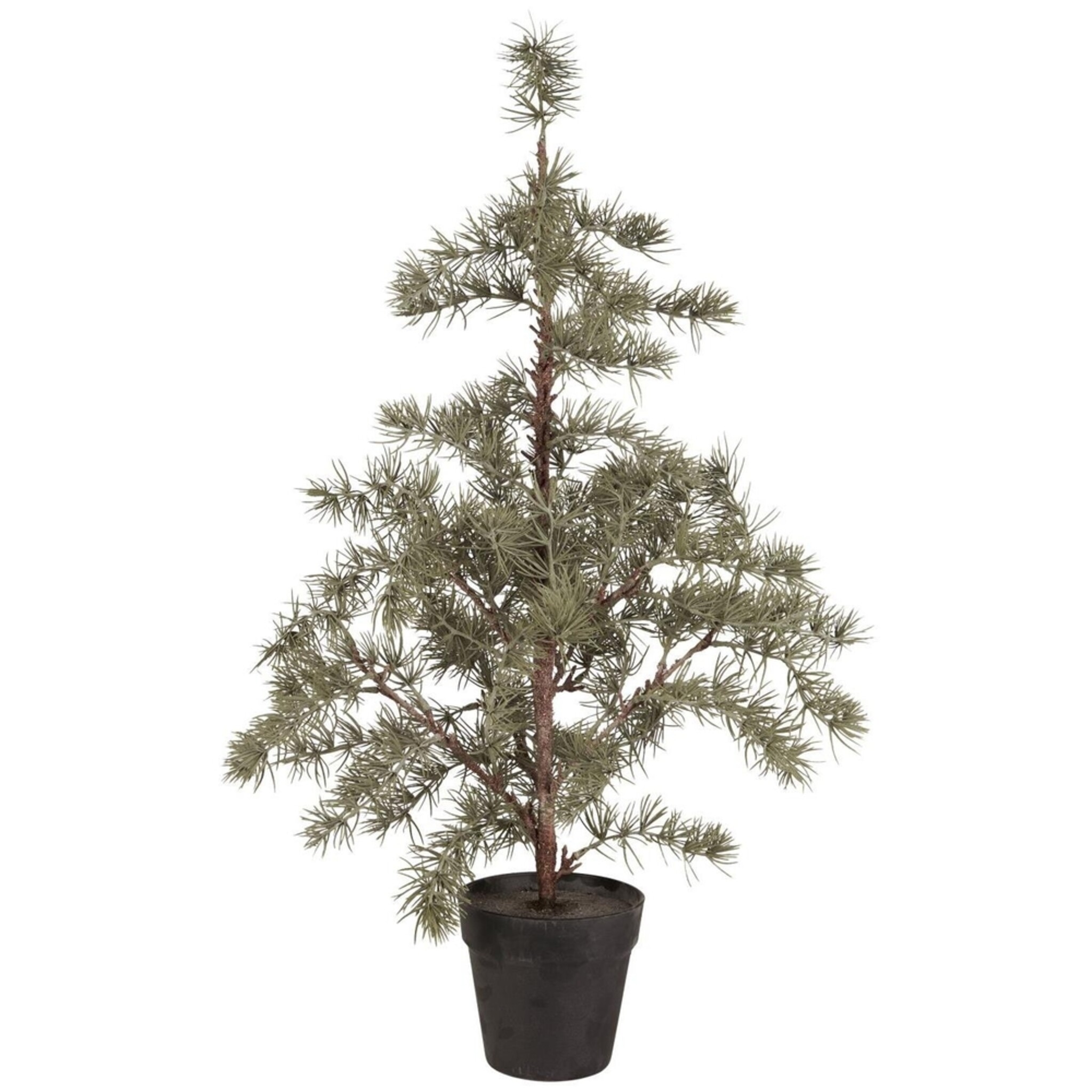 Zederbaum im Topf, grün Höhe 80, Ø 35 cm