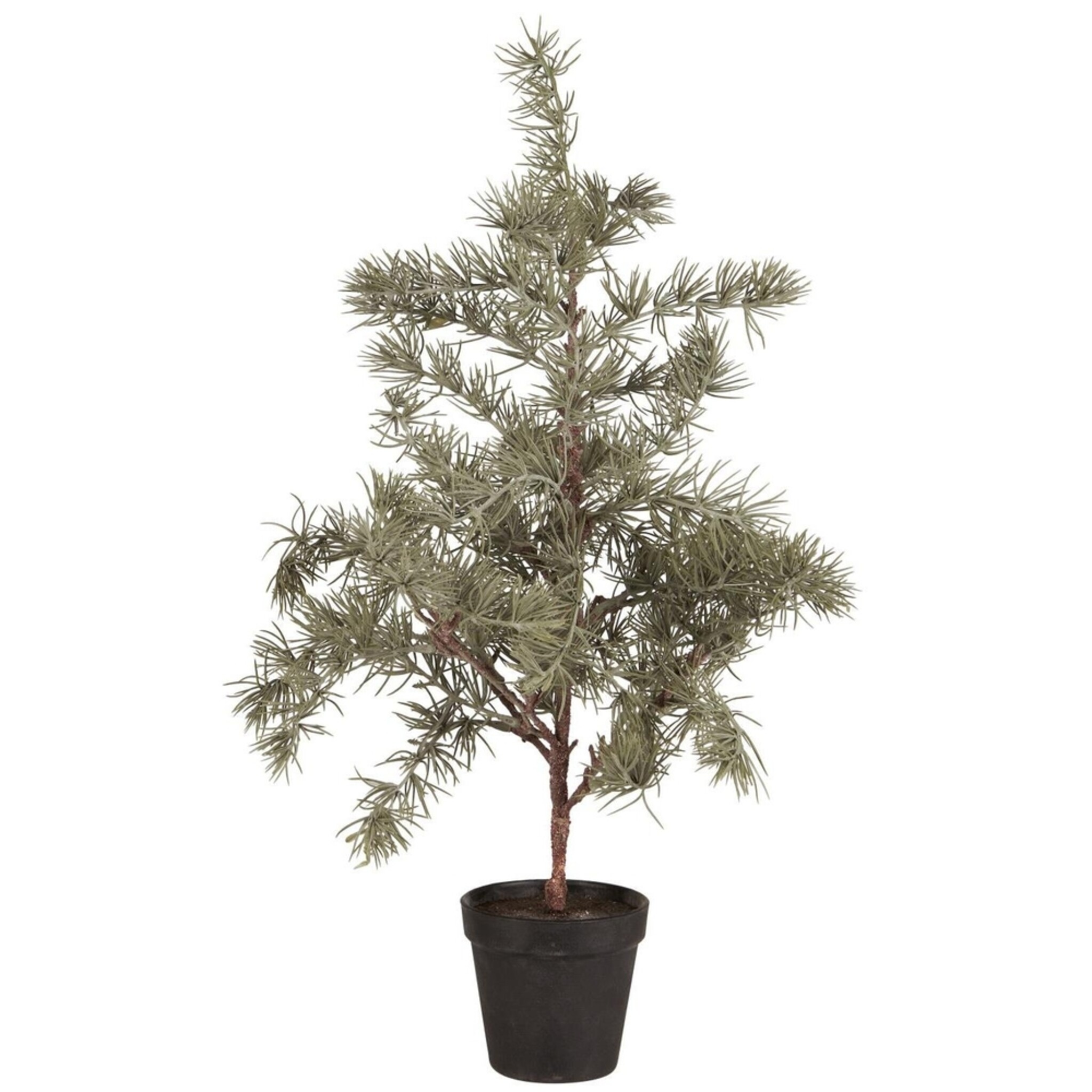 Zederbaum im Topf, grün Höhe 60, Ø 28 cm