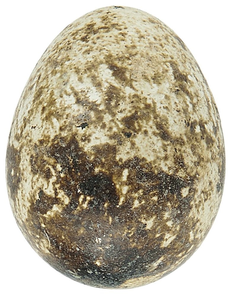 Wachtelei zur Deko 60er Pack, natur 