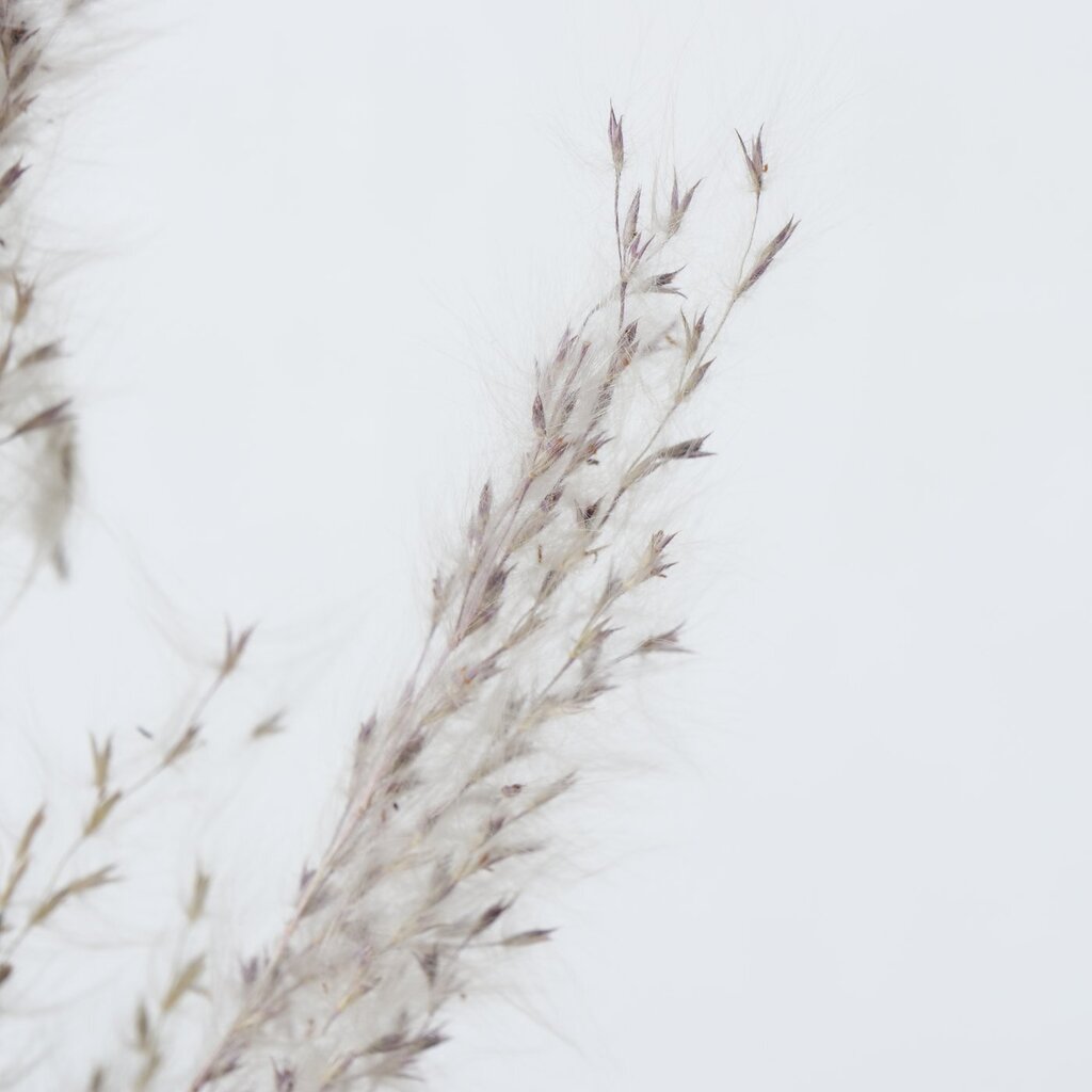 Dekozweig Pampasgras dreiteilig