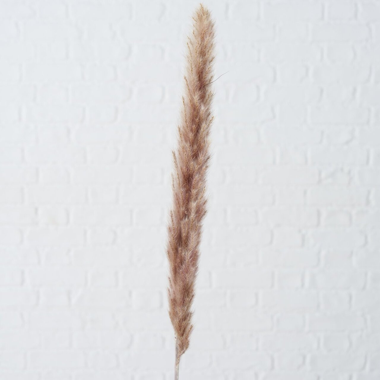 Dekozweig Pampasgras Natur 6 tlg.