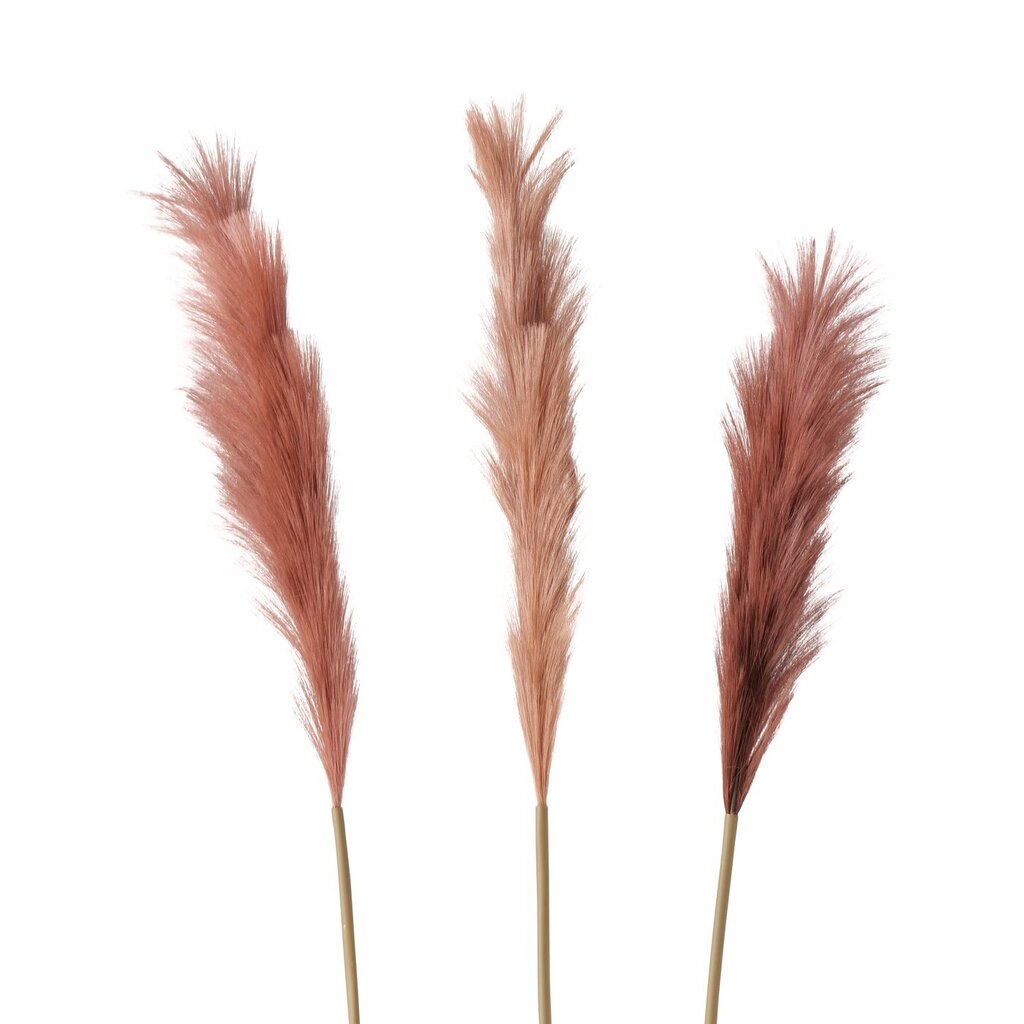 Dekozweig Pampasgras Phragmites australis