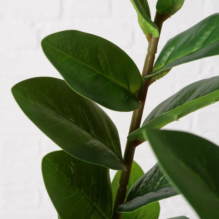 Boltze Topfpflanze Zamioculcas Preview Image