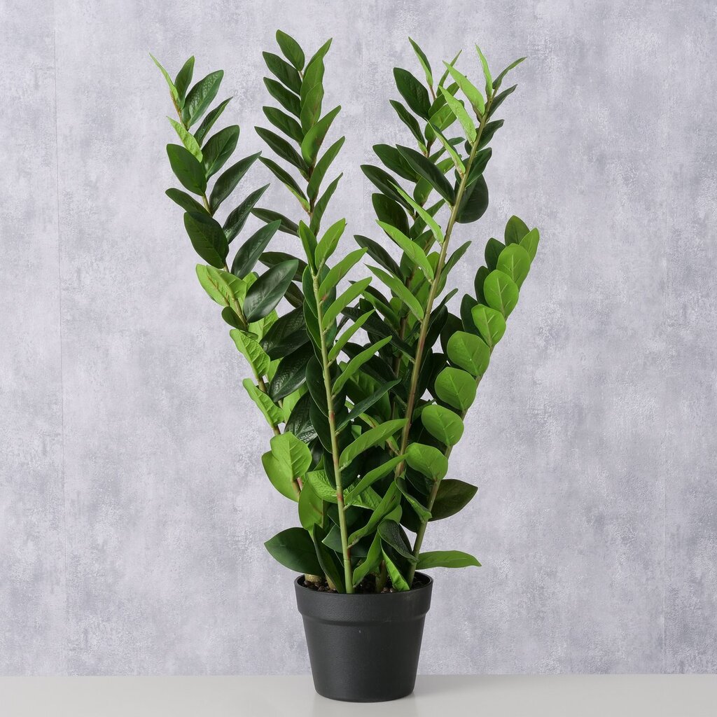 Topfpflanze Zamioculcas