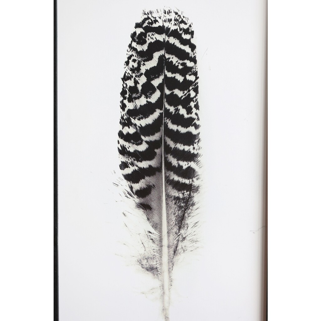 Bild mit Federnmotiv und schwarzem Rahmen