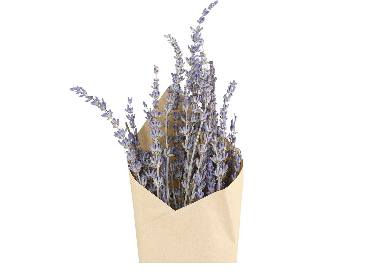 Chic Antique Fleur getrocknete Lavendel Blumen Preview Image
