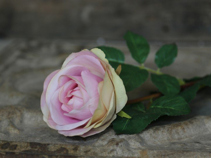 Chic Antique Fleur Rose rosa Preview Image
