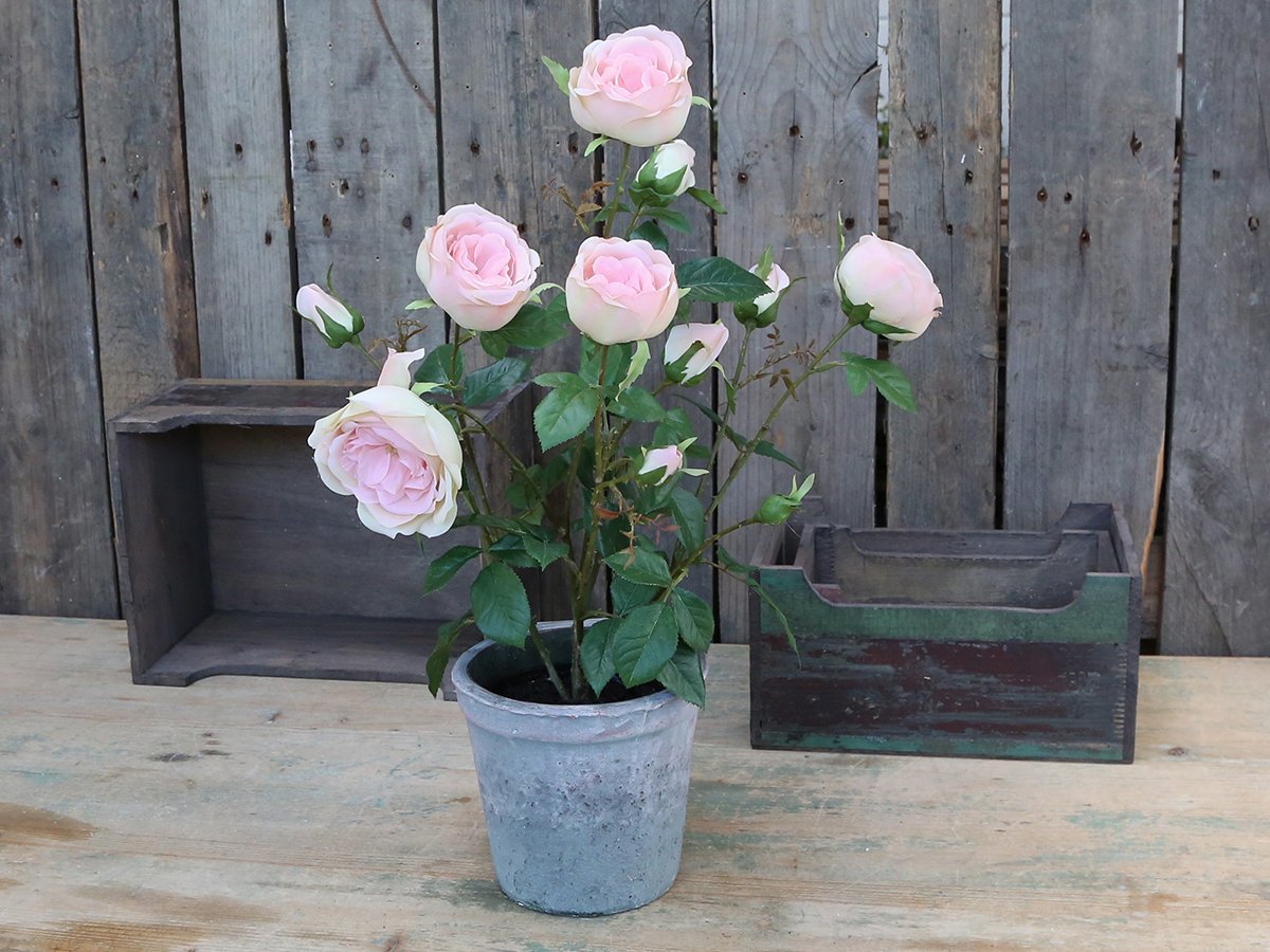 Chic Antique Fleur Rosenstrauch im Keramiktopf Preview Image