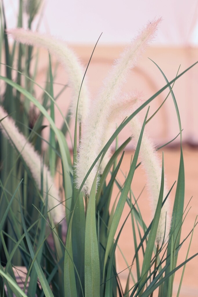 Fleur Schilfpflanze mit Fuchsschwänzen