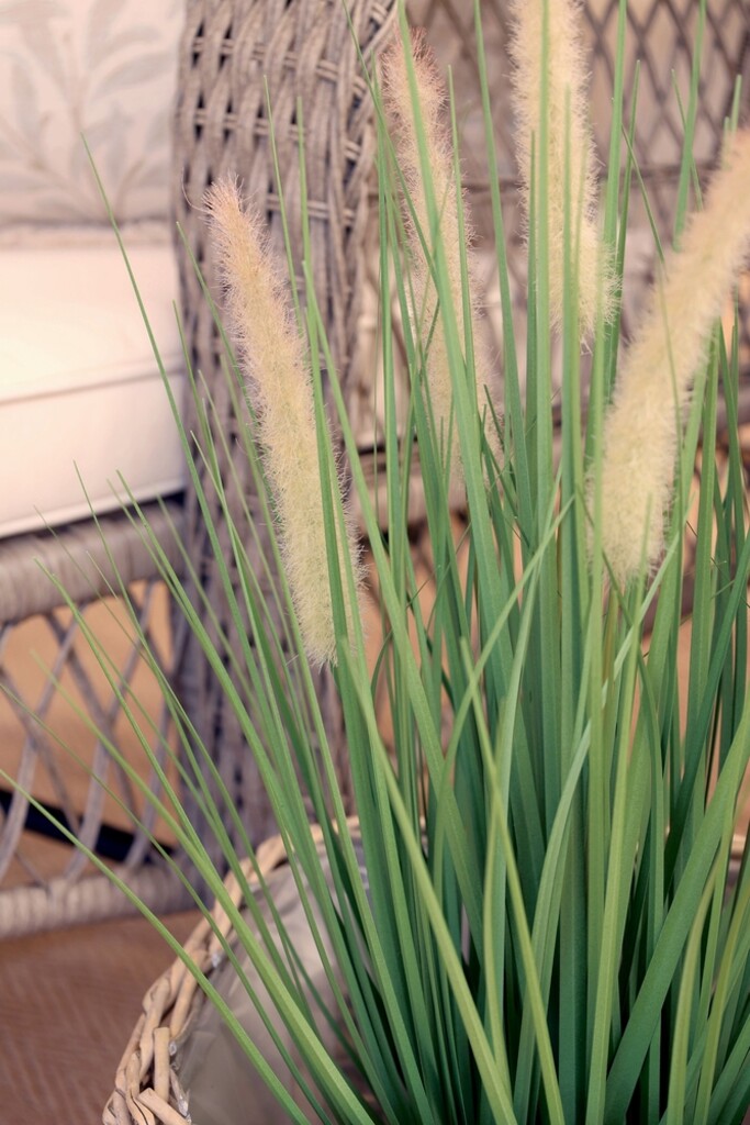 Fleur Schilfpflanze mit Fuchsschwänzen