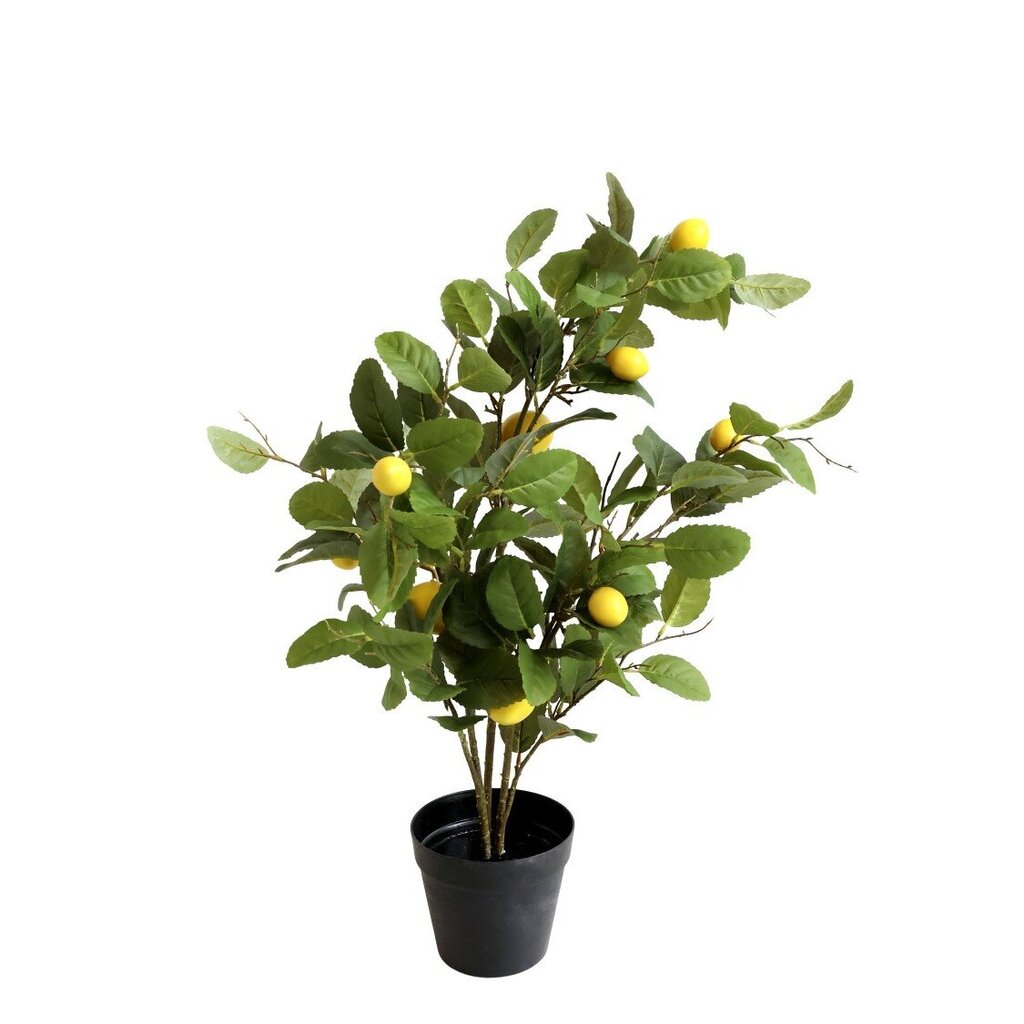 Fleur Zitronenbaum